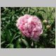 Peony 'Sarah Bernhardt'